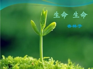 19.生命生命