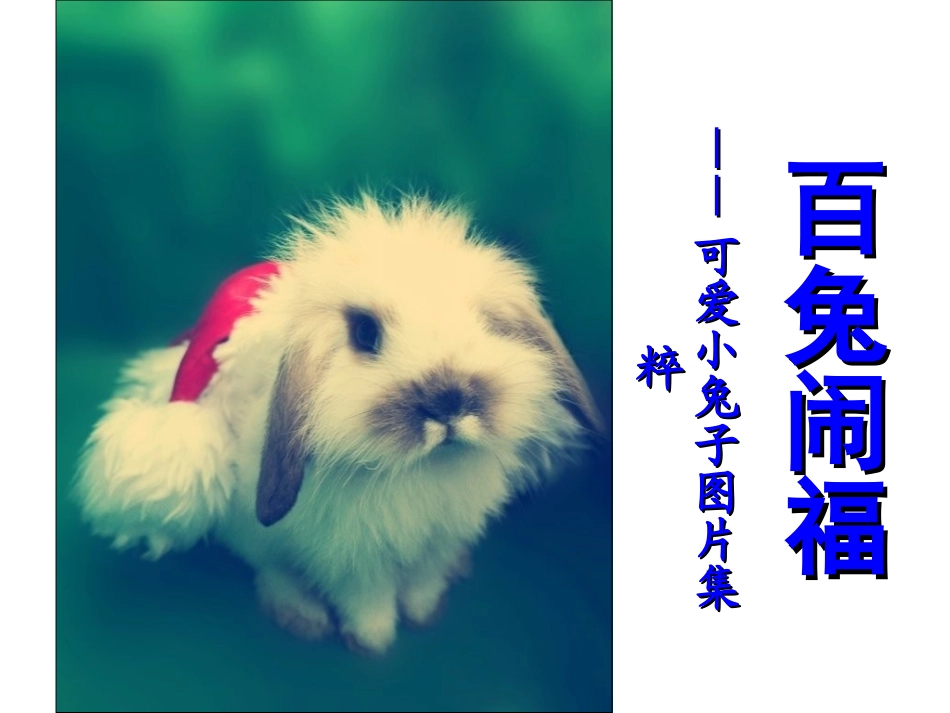 百兔闹福——可爱小兔子图片集粹_第1页