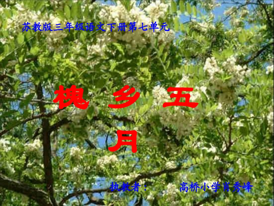 苏教版三年级语文下册《槐乡五月-2》PPT课件_第1页