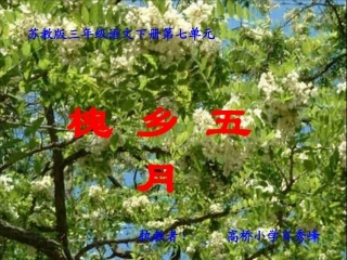 苏教版三年级语文下册《槐乡五月-2》PPT课件