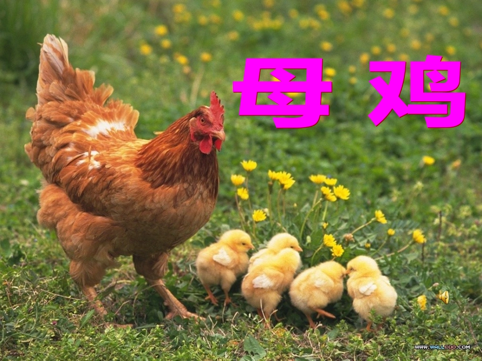 《母鸡》教学课件(1)_第1页