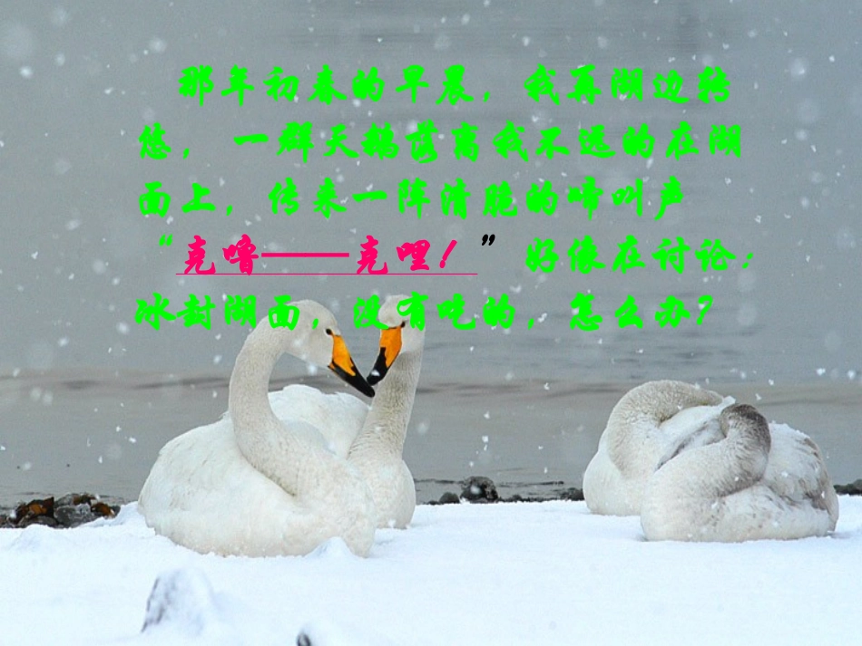 《天鹅的故事》_第2页