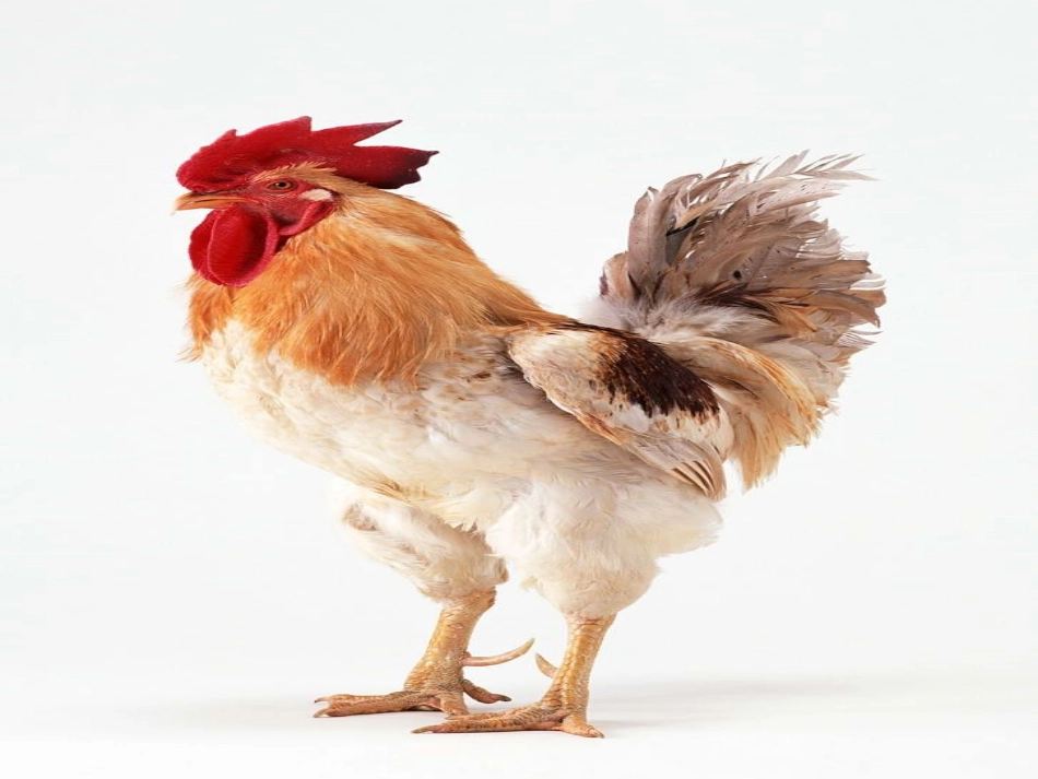 人教2011版小学数学四年级数学广角-(2)_第2页