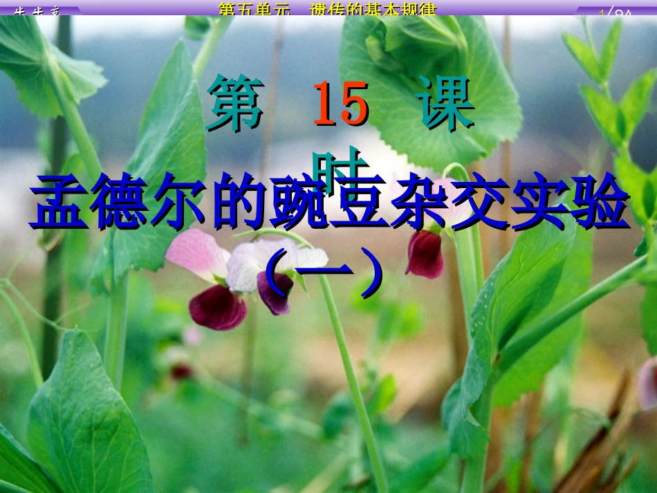 1.1《孟德尔的豌豆杂交实验》课件6_第1页
