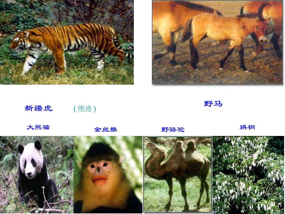 我国特有的珍稀物种_第3页