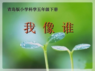 青岛版小学科学六年级下册《我像谁》课件