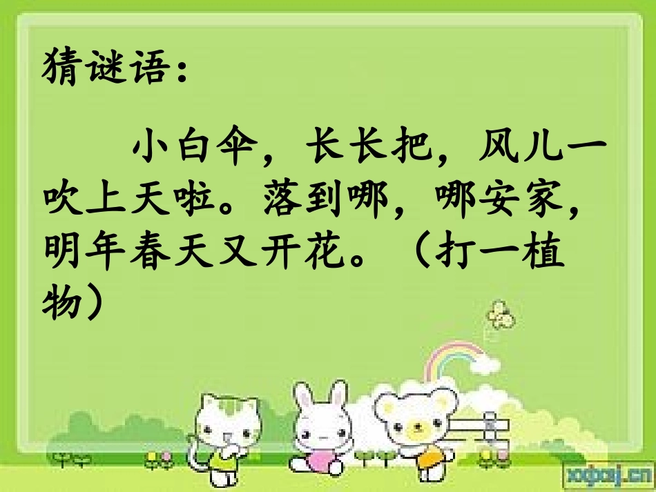 蒲公英课件第一课时_第1页