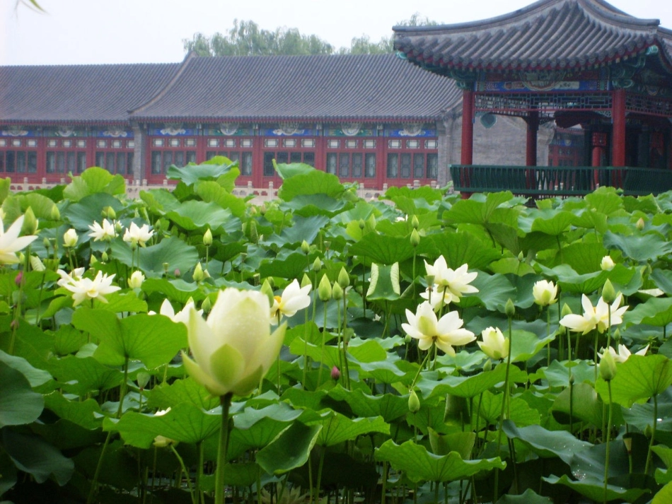(部编)人教语文2011课标版一年级下册13-荷叶圆圆---第一课时_第3页