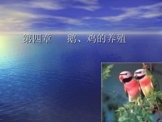 第四章养鸡养鹅