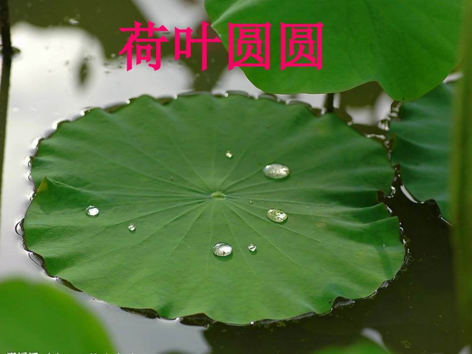 祁佳妮荷叶圆圆_第1页