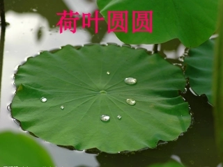 祁佳妮荷叶圆圆
