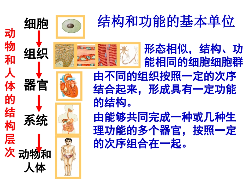 2015国培线下阿伦中学-生物-毛永菲(教学课件)_第3页
