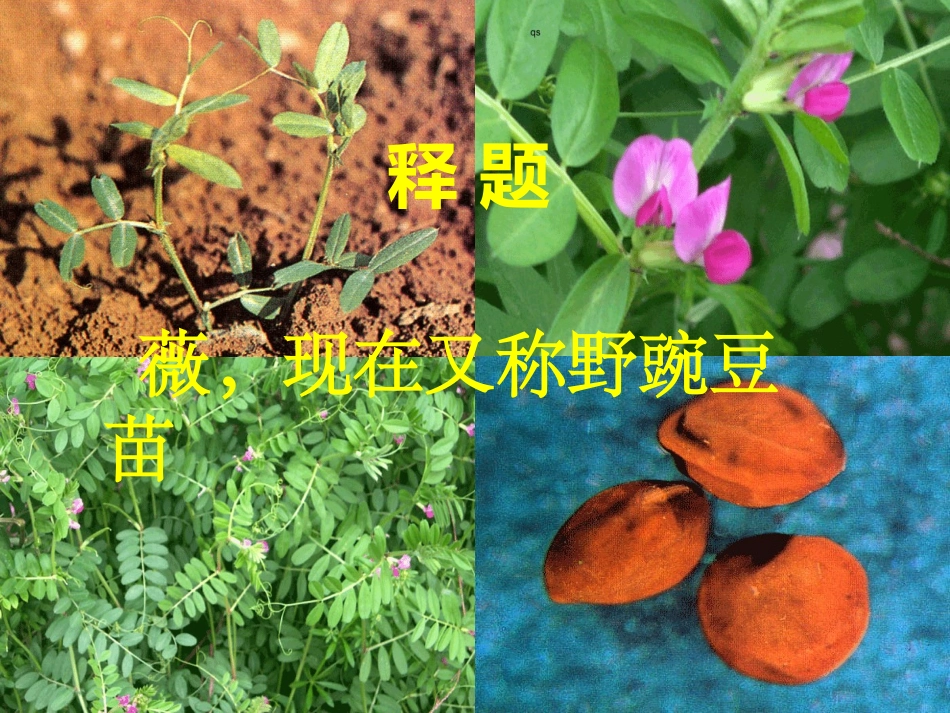《采薇-昔我往矣》_第2页