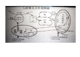 光合作用图解