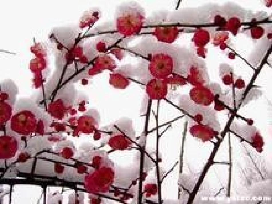 《梅花魂》王凤仙._第2页