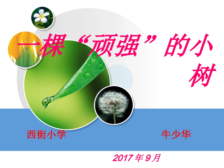1-一棵“顽强”的小树-教学课件_第1页
