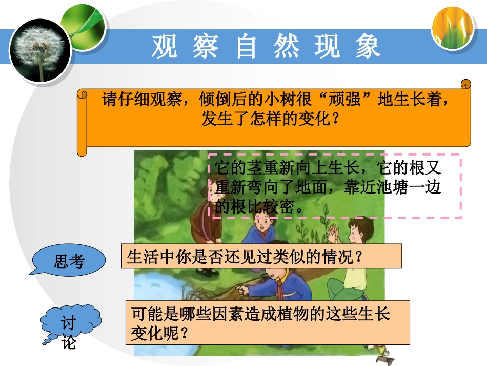 1-一棵“顽强”的小树-教学课件_第2页