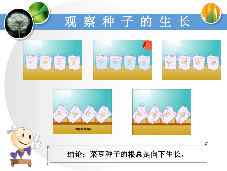 1-一棵“顽强”的小树-教学课件_第3页