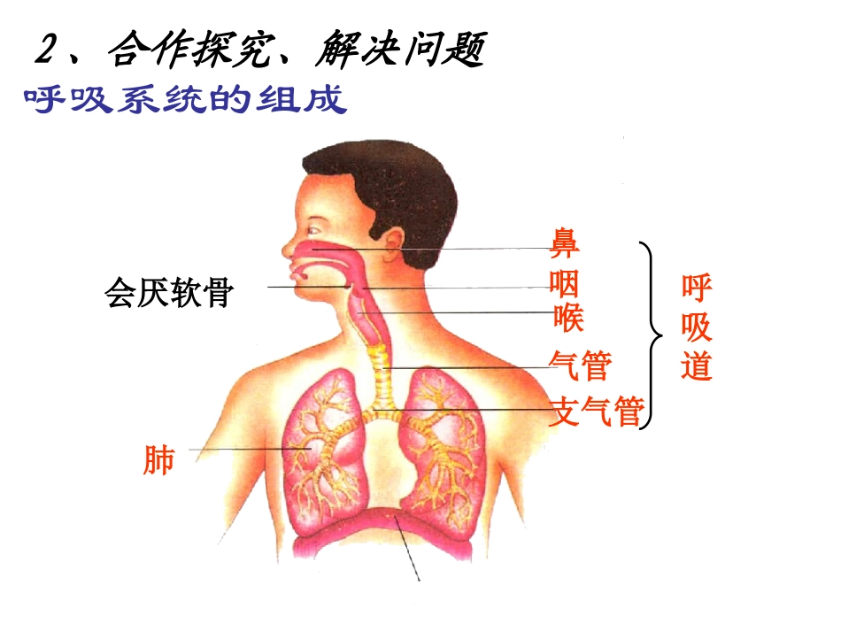 呼吸道对空气的处理_第3页