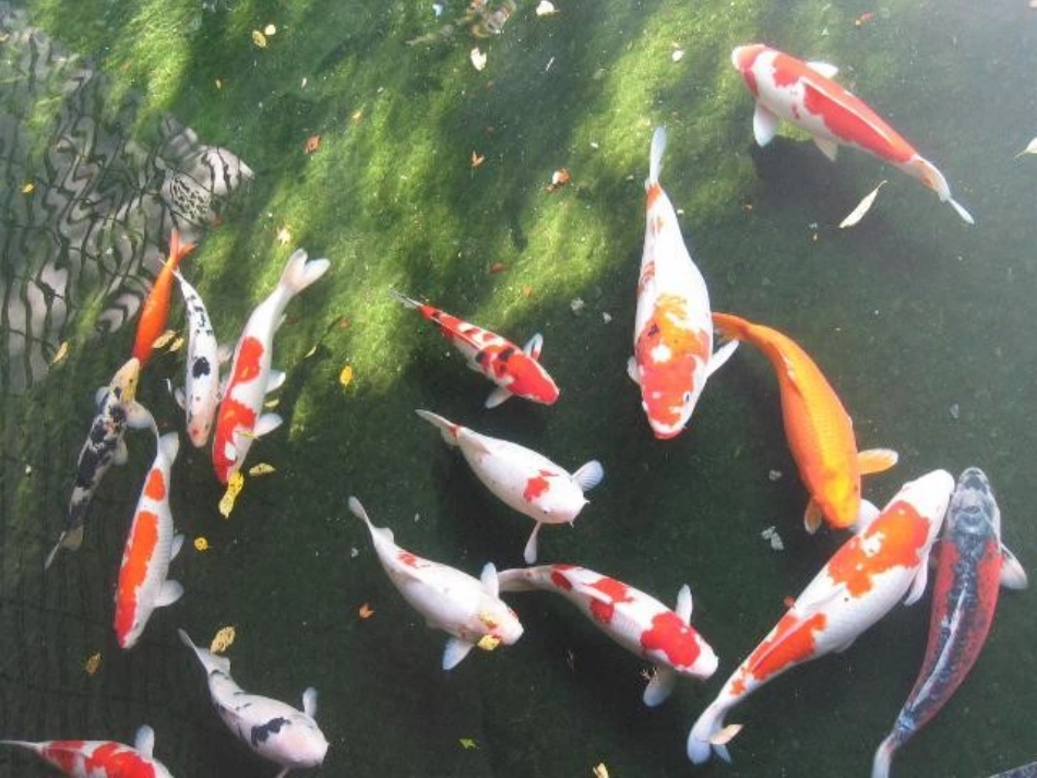 Lesson1-Let's-Do-Sums._第2页