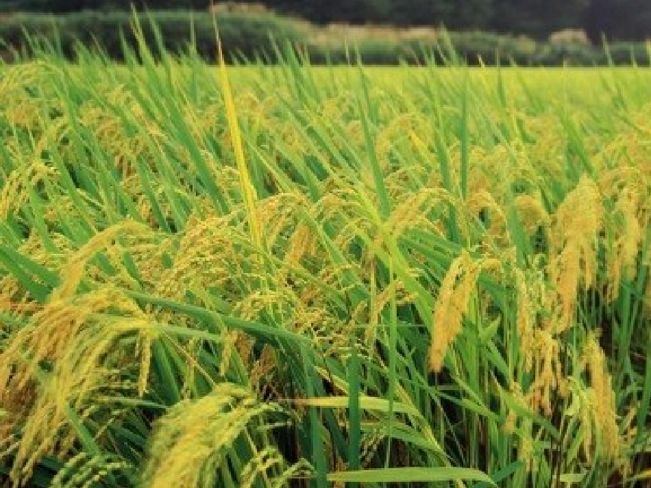 青岛版小学三年级科学上册《天气与生活》课件_第3页