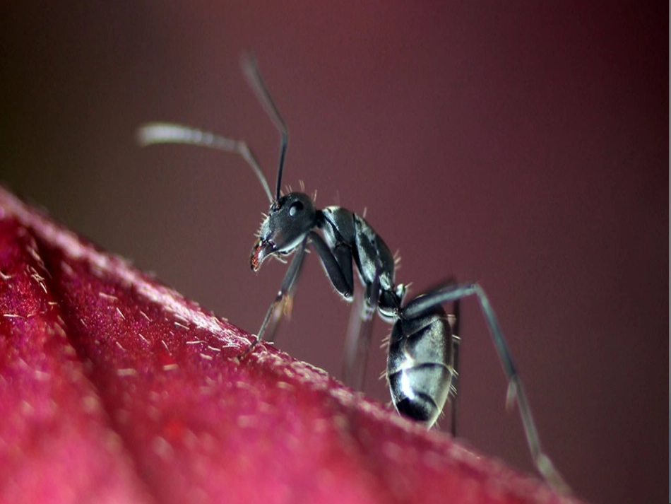 青岛版小学科学课件《蚂蚁》_第3页