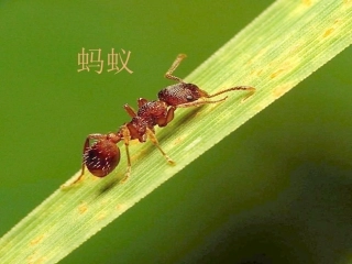 青岛版小学科学课件《蚂蚁》