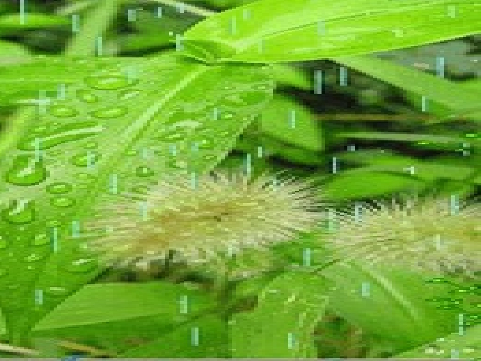 《春雨的颜色》参考课件_第3页