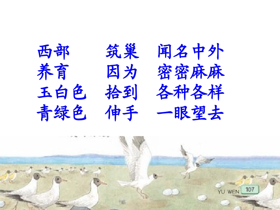 鸟岛第二课时_第2页