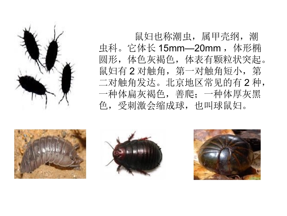 第一节---常用的生物学研究方法(2)(2013年8月1_第3页