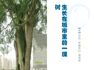 生长在城市的一棵树
