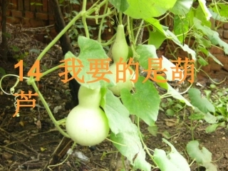 我要的是葫芦(1)(1).