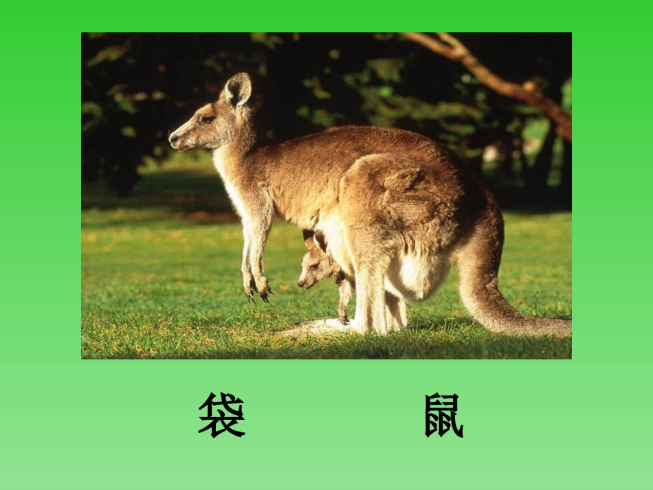 《松鼠和松果》._第2页
