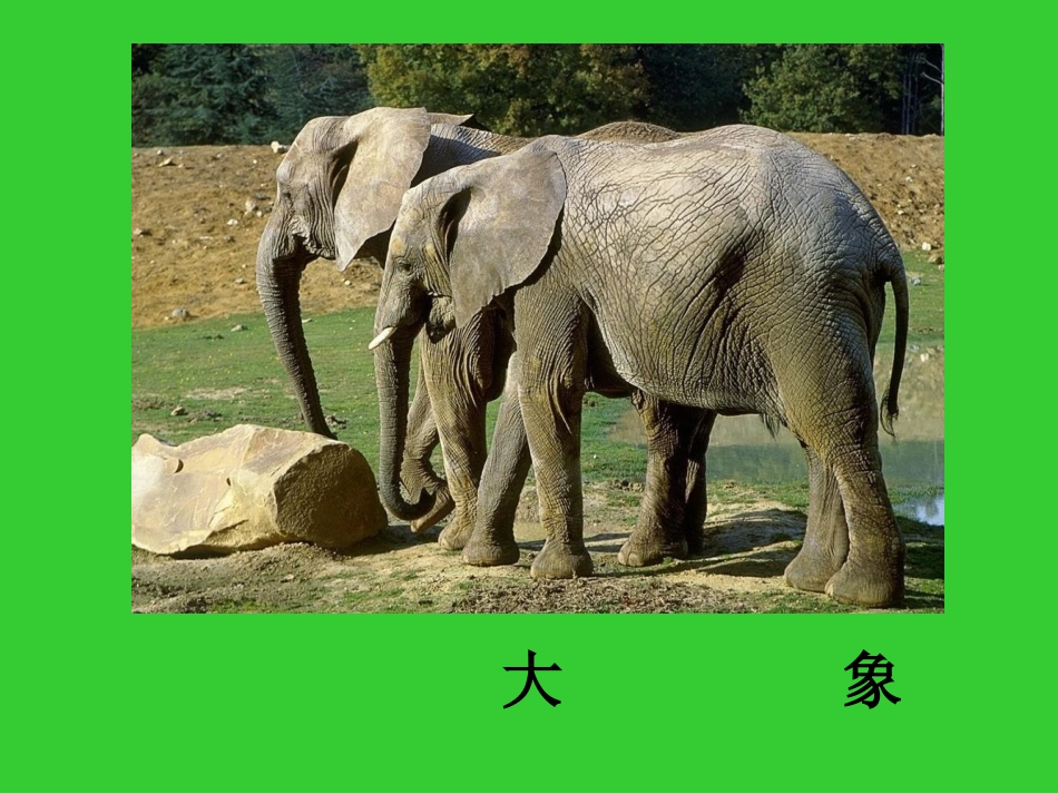 《松鼠和松果》._第3页