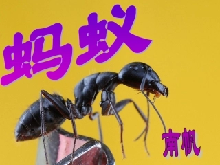 《蚂蚁》南帆