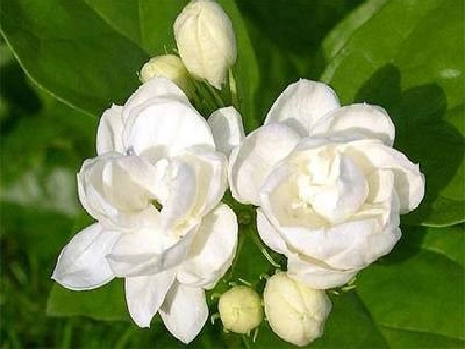 生活民歌——小调_第1页