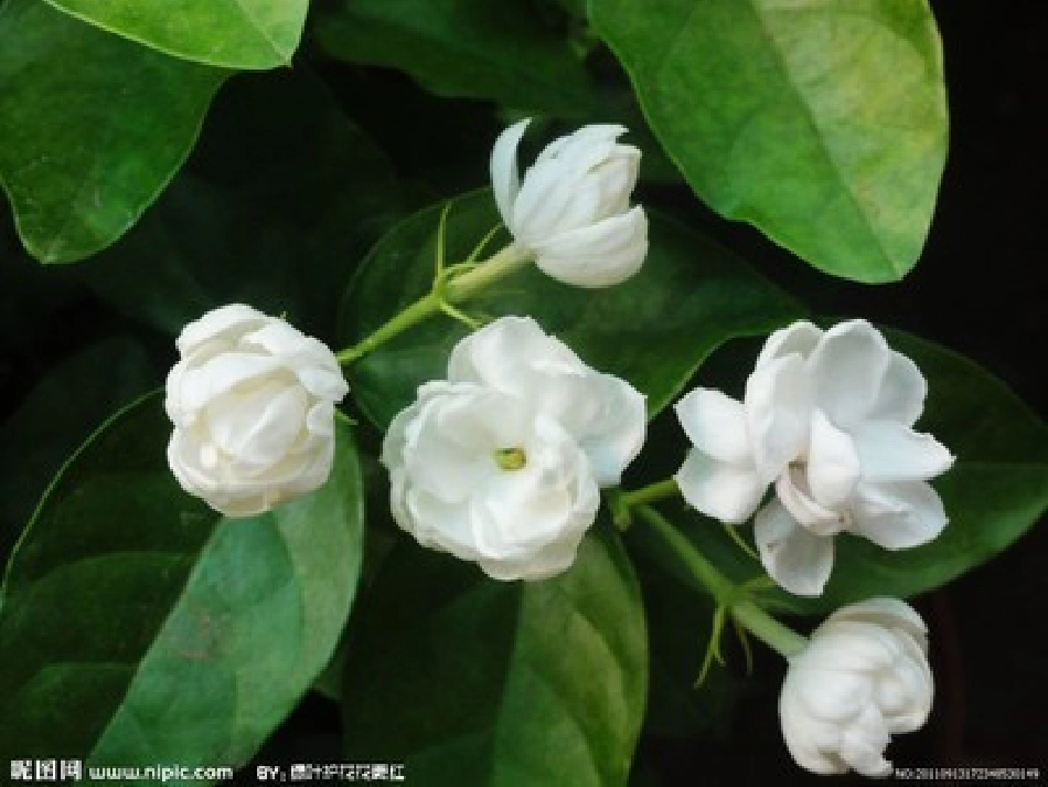 生活民歌——小调_第2页