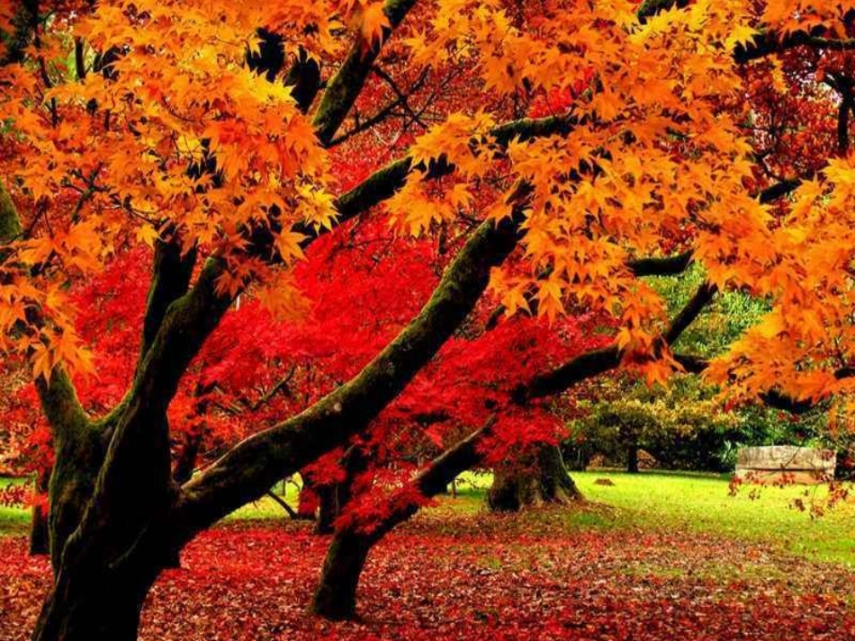 (部编)初中语文人教2011课标版七年级上册语文味教学法之记叙文《秋天的怀念》课件_第1页