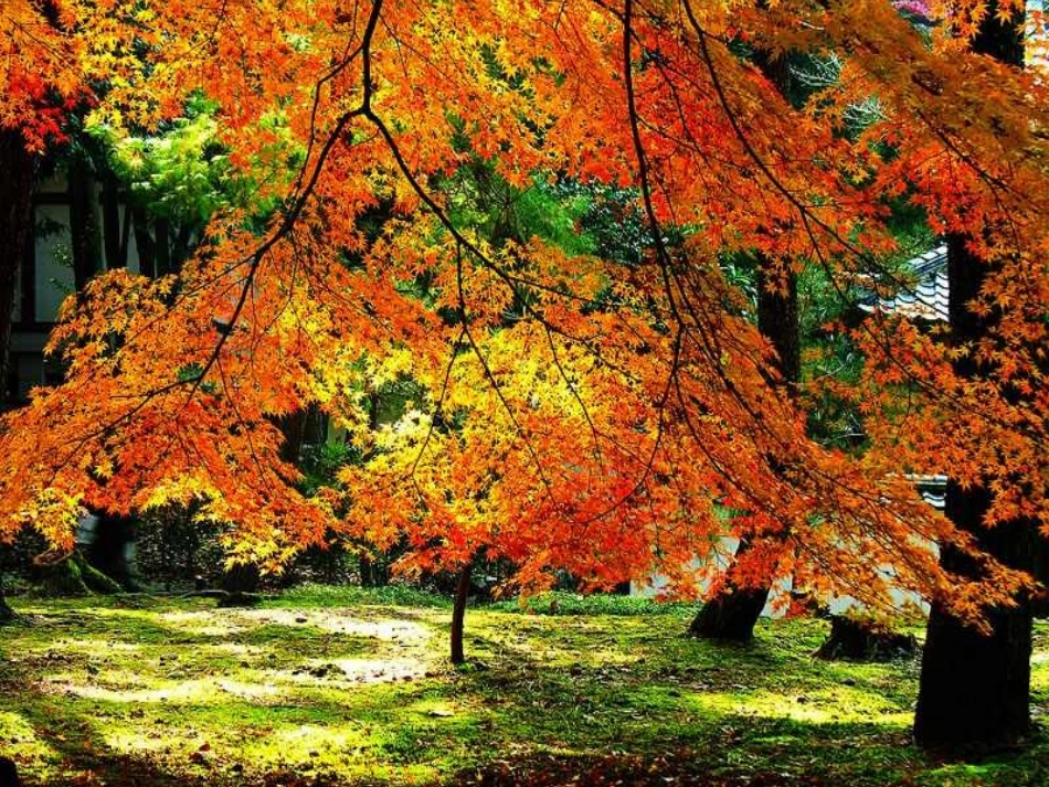 (部编)初中语文人教2011课标版七年级上册语文味教学法之记叙文《秋天的怀念》课件_第2页