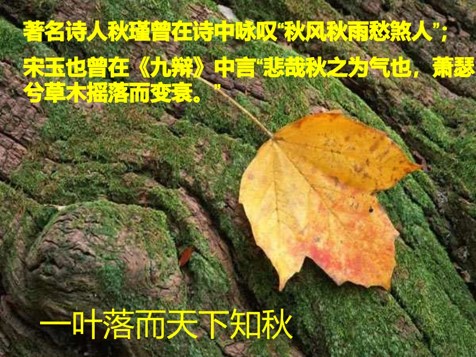 (部编)初中语文人教2011课标版七年级上册语文味教学法之记叙文《秋天的怀念》课件_第3页