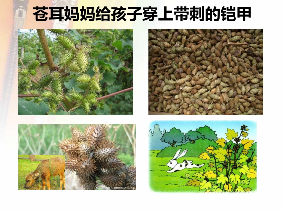 《植物妈妈有办法》_第3页