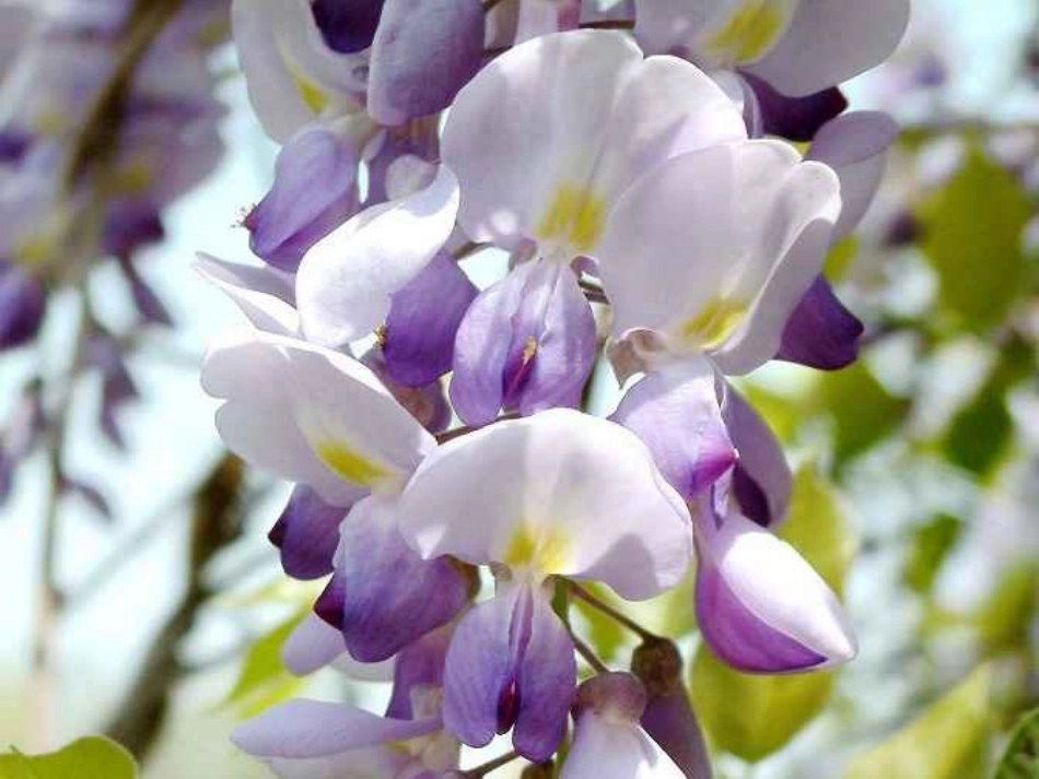 (部编)初中语文人教2011课标版七年级下册紫藤萝瀑布(2)_第2页