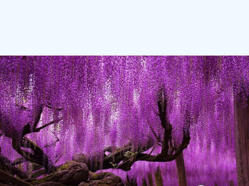 (部编)初中语文人教2011课标版七年级下册紫藤萝瀑布(2)_第3页