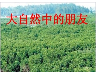 3.3--大自然中的朋友