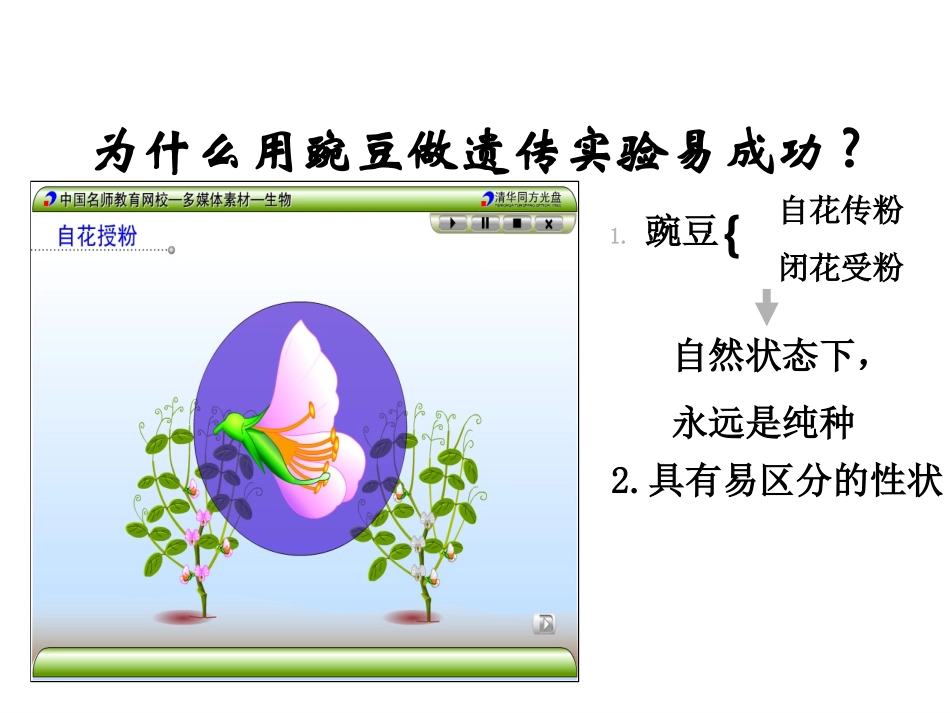 (正式)遗传因子的发现_第3页