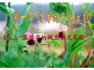 (正式)遗传因子的发现