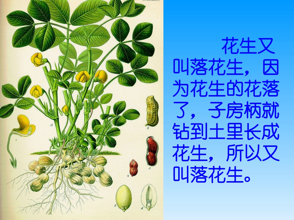 《落花生》公开课课件_第2页