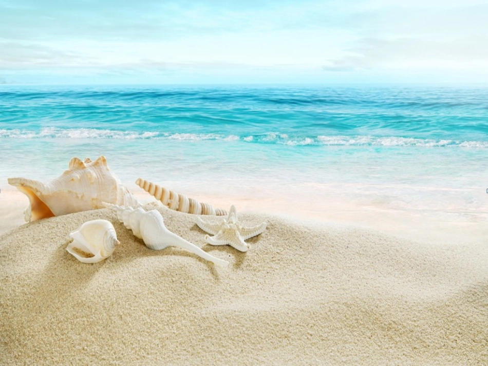 贝壳之歌-课件_第2页