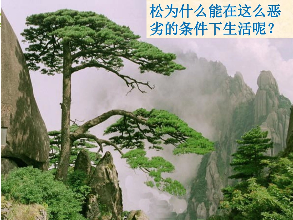 3.5-裸子植物_第1页