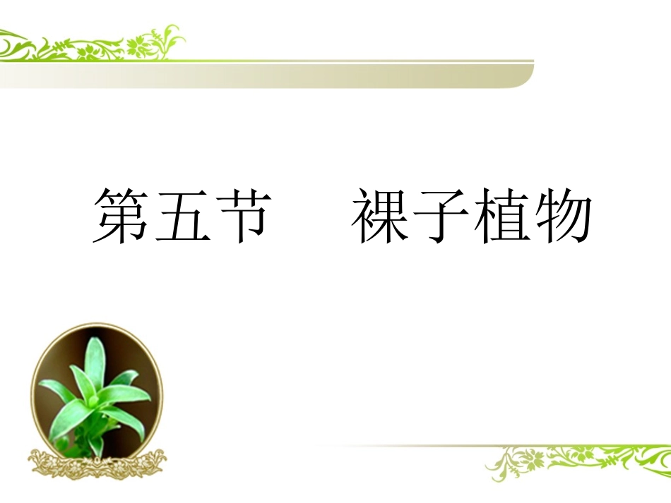 3.5-裸子植物_第2页